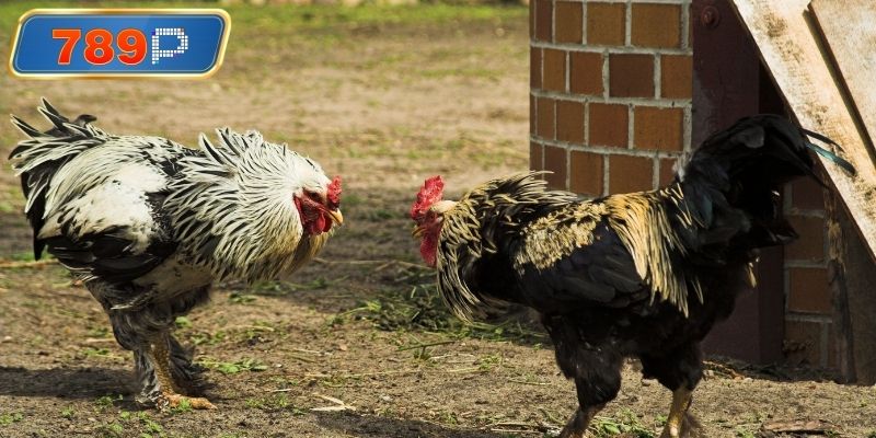 Chiến kê thi đấu tại đá gà campuchia sv388 
